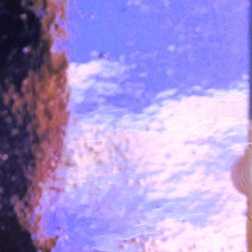 AR14 Purple Wavy