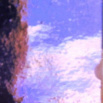 AR14 Purple Wavy 